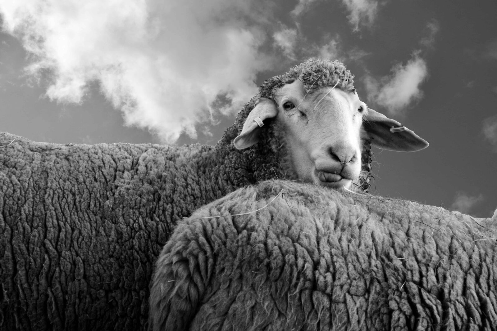 Nikon D3300 sample photo. Animal, sheep, sky, monochrome photography