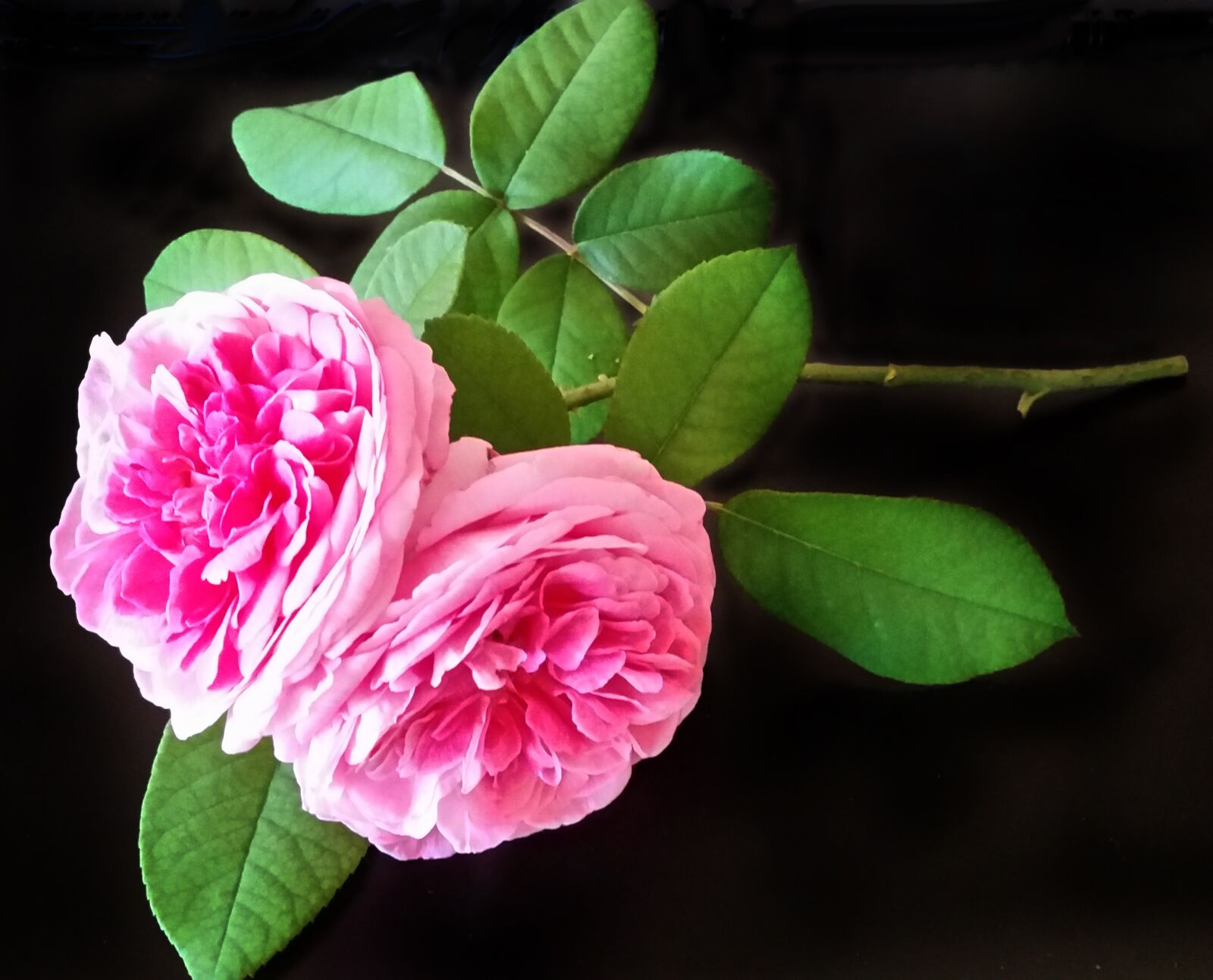 Samsung Galaxy S5 sample photo. Flower, pink, roses photography