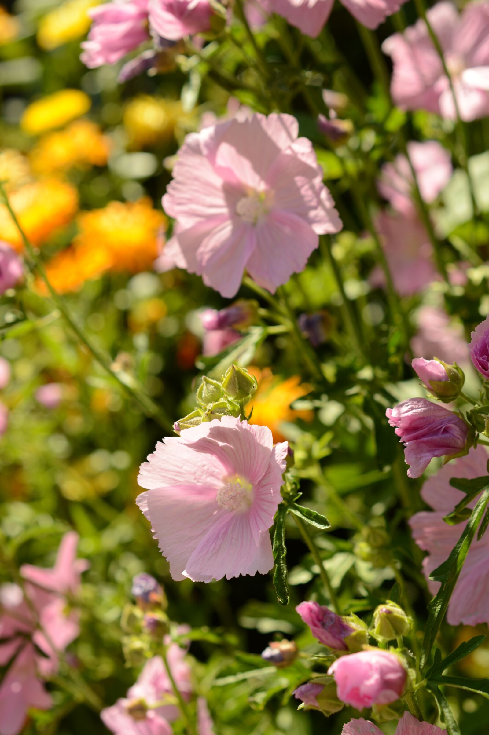 Nikon D3200 sample photo. Hollyhocks, nature, outdoor photography