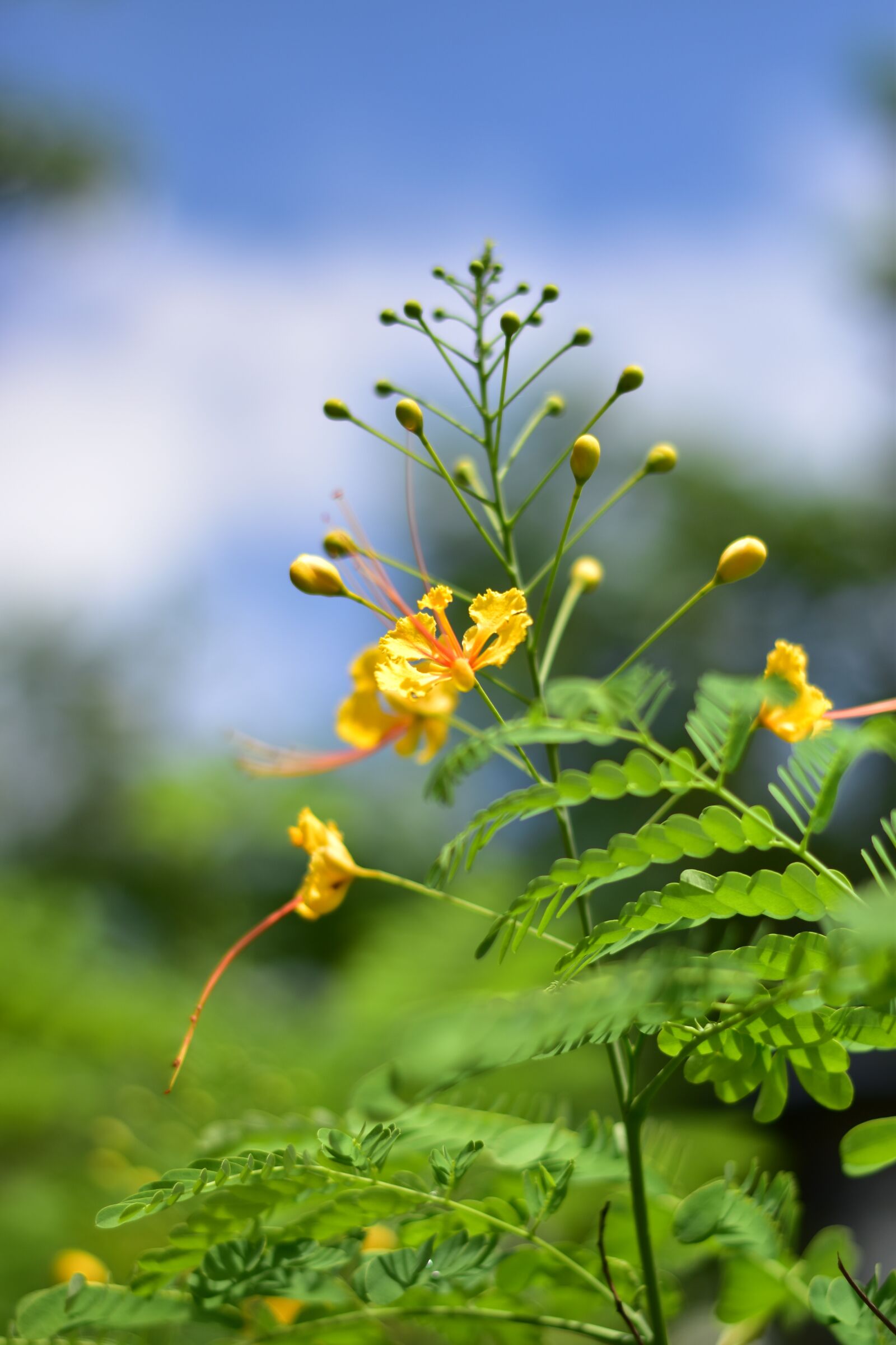 Nikon D5500 sample photo. Scallops, focus flower, yellow photography