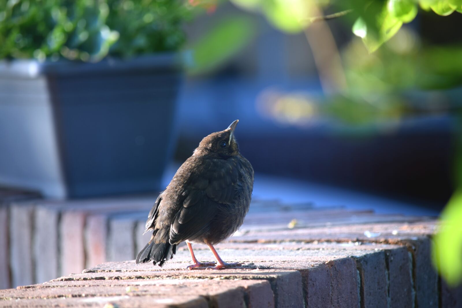 Nikon D5300 sample photo. Bird, young, animal photography