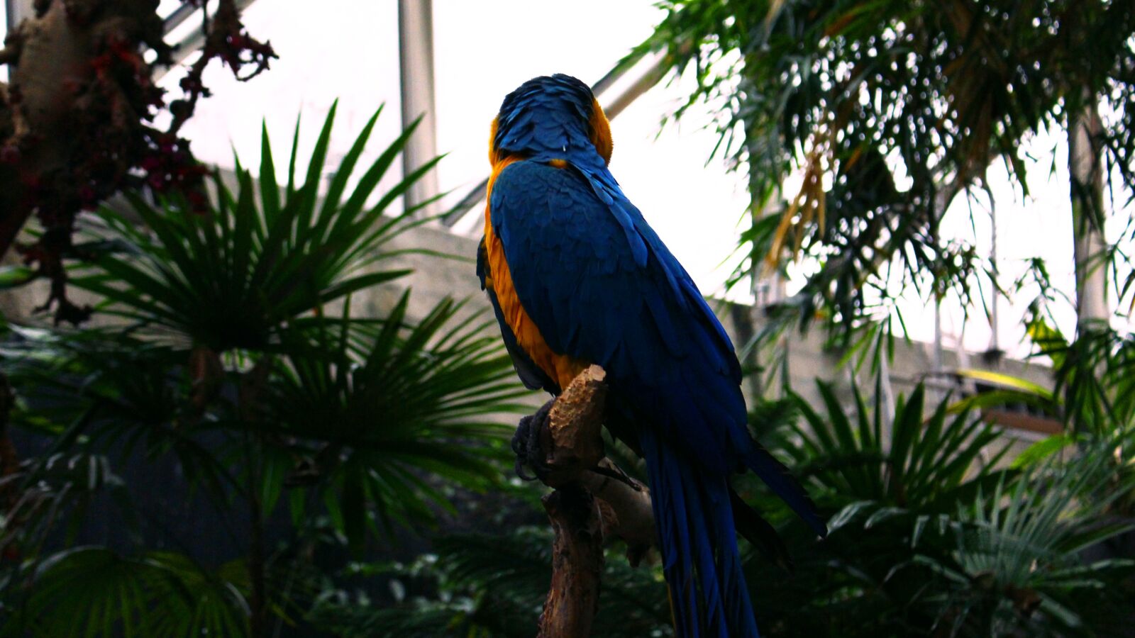 Canon EOS 700D (EOS Rebel T5i / EOS Kiss X7i) + Canon EF-S 18-55mm F3.5-5.6 IS STM sample photo. Tropical, bird, parrot photography