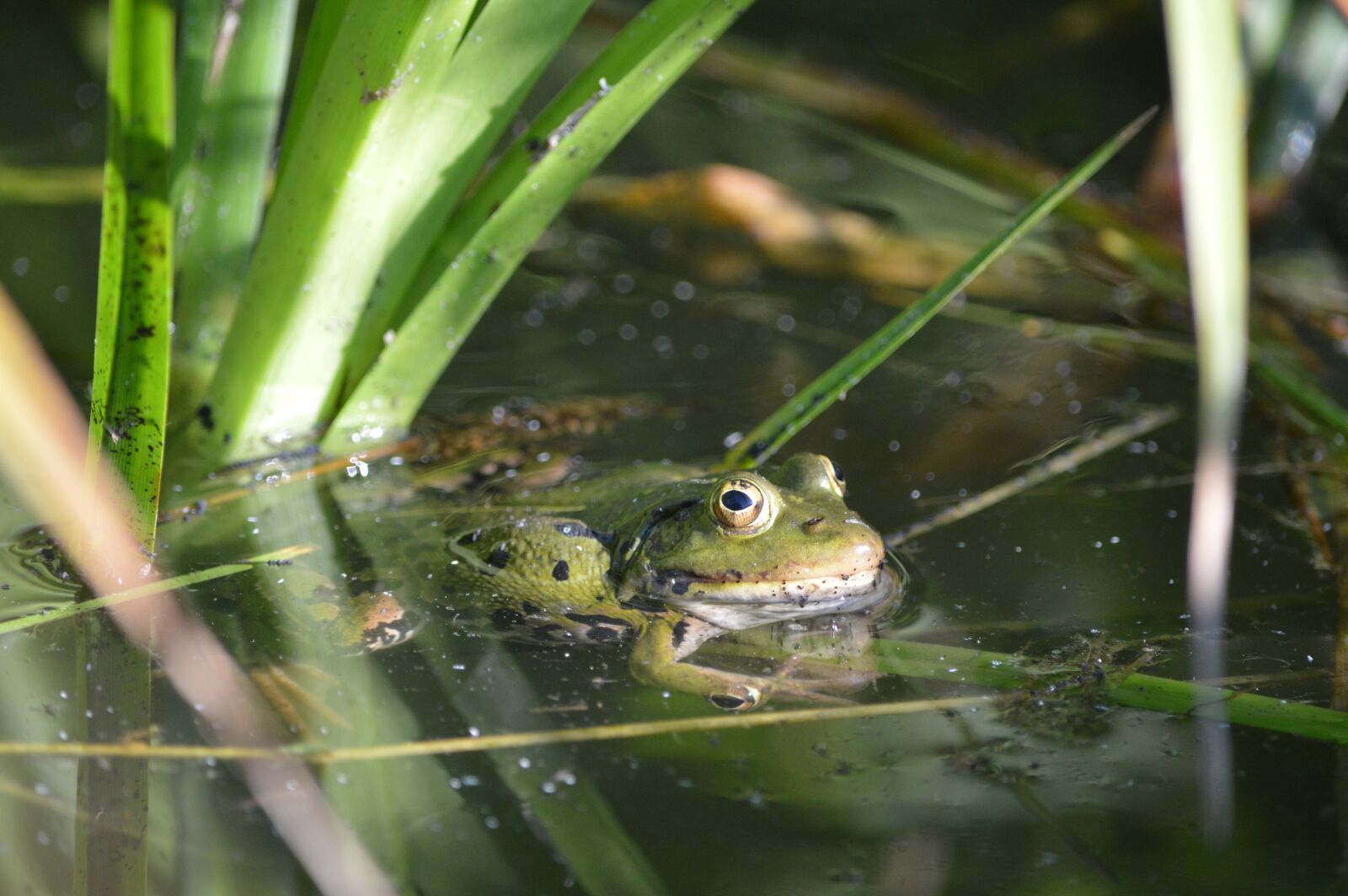 Nikon D3200 sample photo. Frog, green, pond photography
