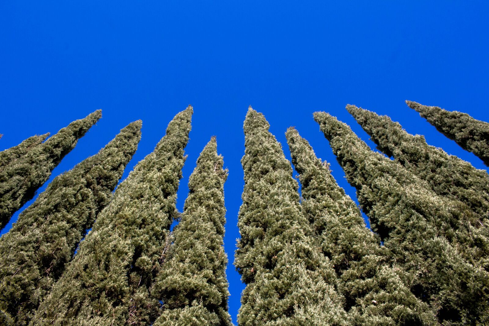 Canon EOS 700D (EOS Rebel T5i / EOS Kiss X7i) sample photo. Evergreen, trees, blue photography