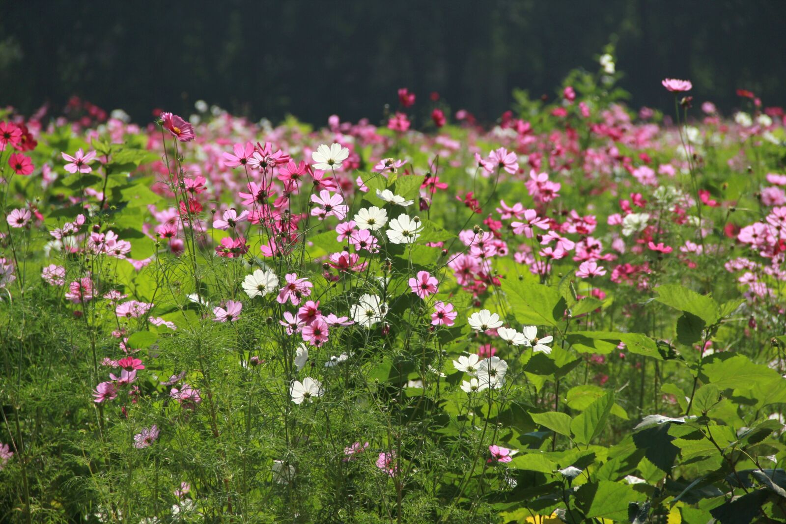 Canon EOS 60D sample photo. Flower garden, flowers, nature photography