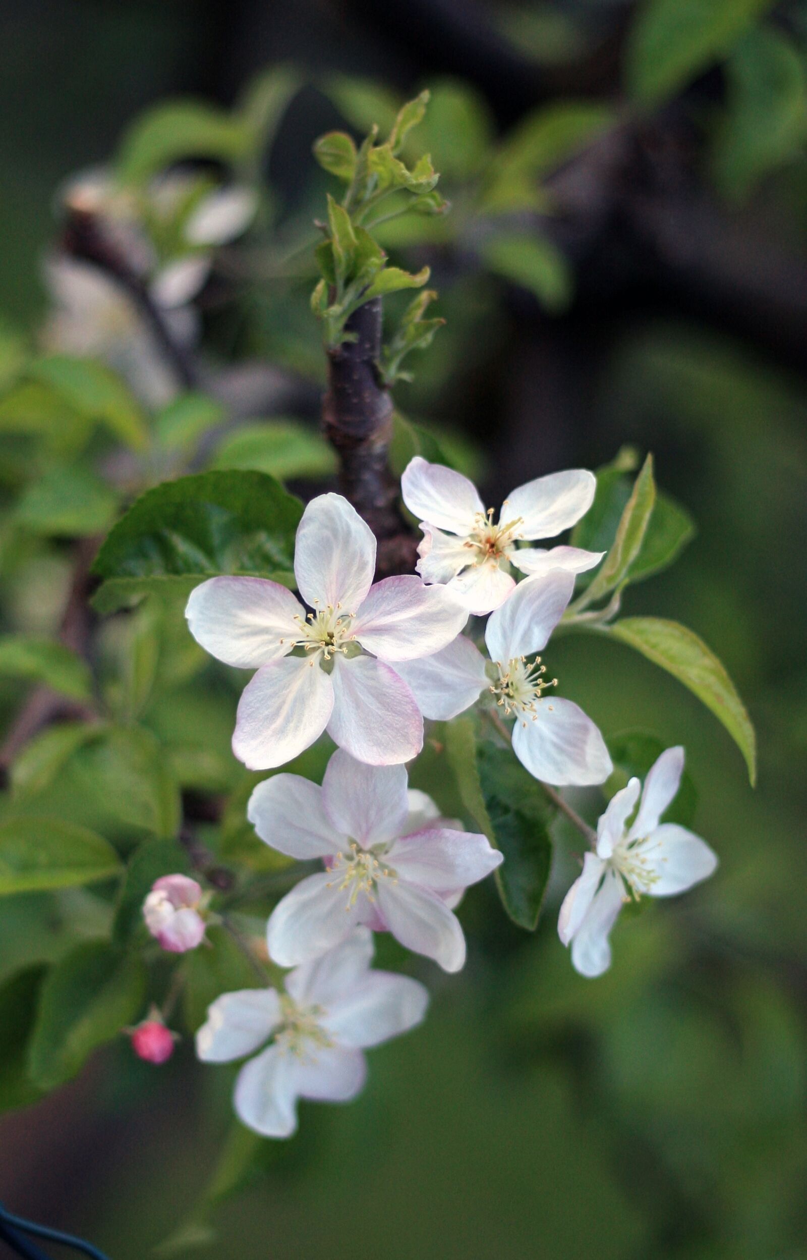 Canon EOS-1D Mark III sample photo. Flowers, spring, nature photography