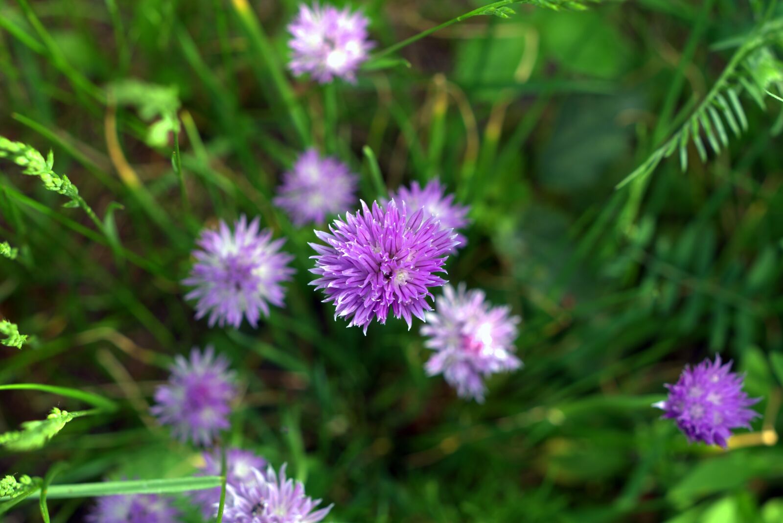 Pentax K-S2 sample photo. Deep blue, flower, meadow photography
