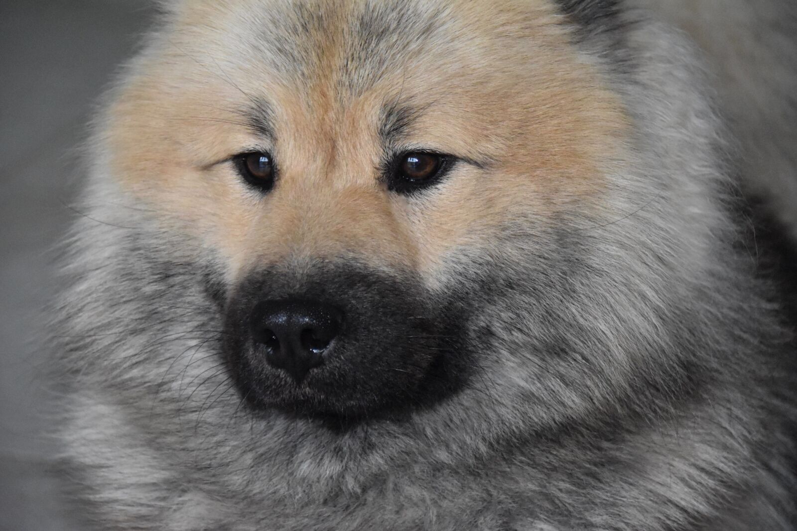 Nikon D5600 sample photo. Dog, dog eurasier, dog photography