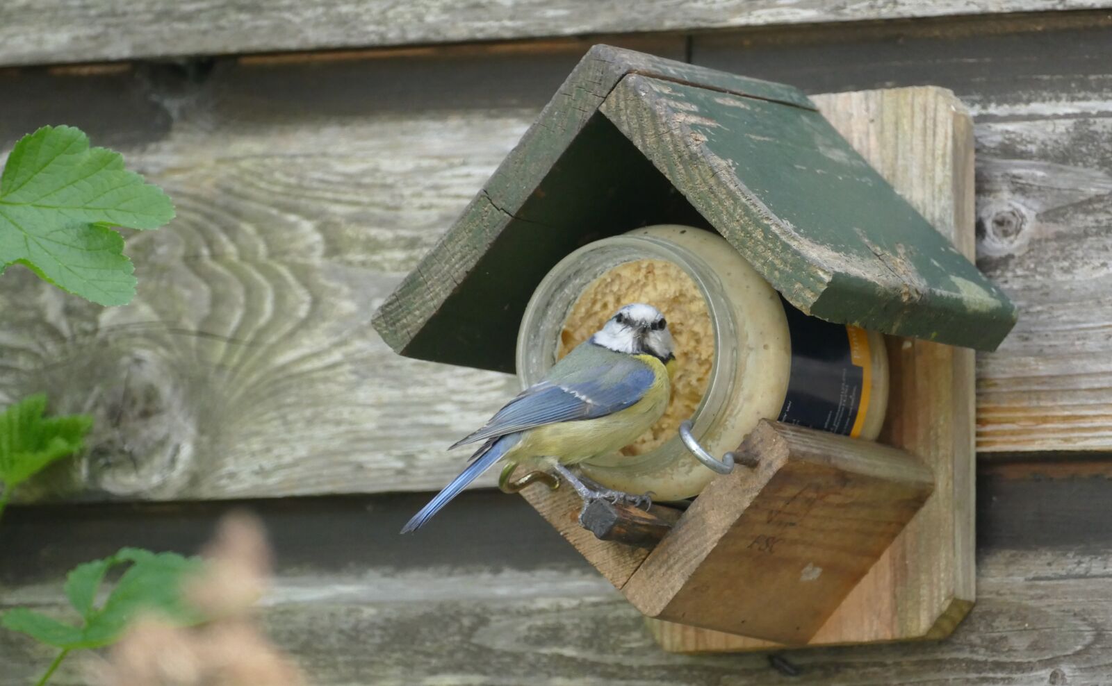 Panasonic Lumix DMC-FZ1000 sample photo. Blue tit, cyanistes caerulus photography