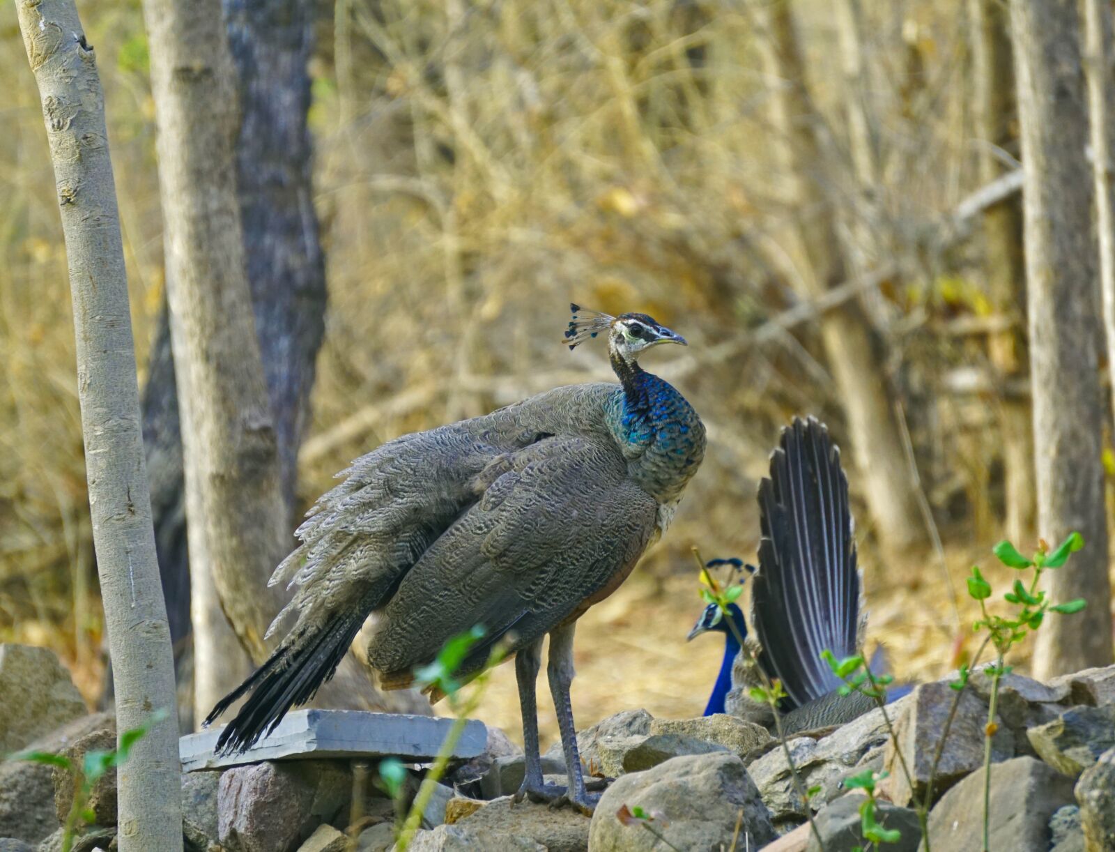 Sony a6000 sample photo. Peahens, indian, birds photography