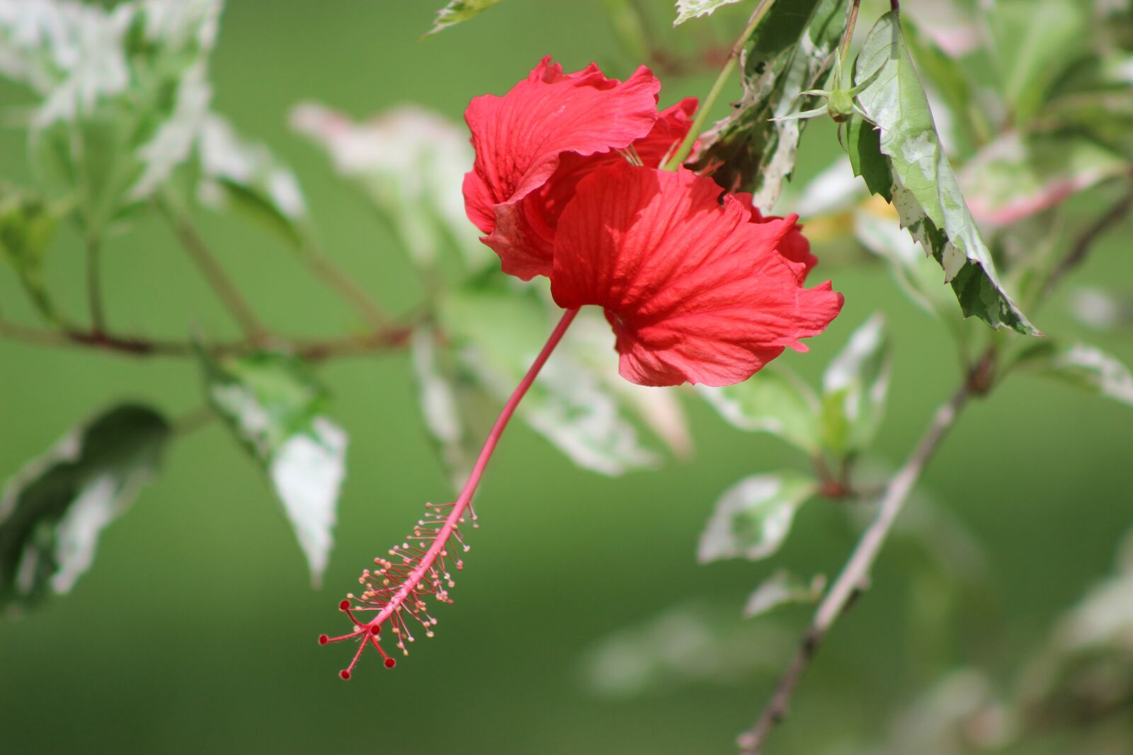 Canon EOS 600D (Rebel EOS T3i / EOS Kiss X5) sample photo. Nature, flora, flower photography