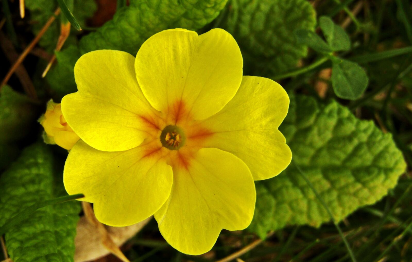 Canon POWERSHOT SX432 IS sample photo. Cowslip, spring, yellow photography