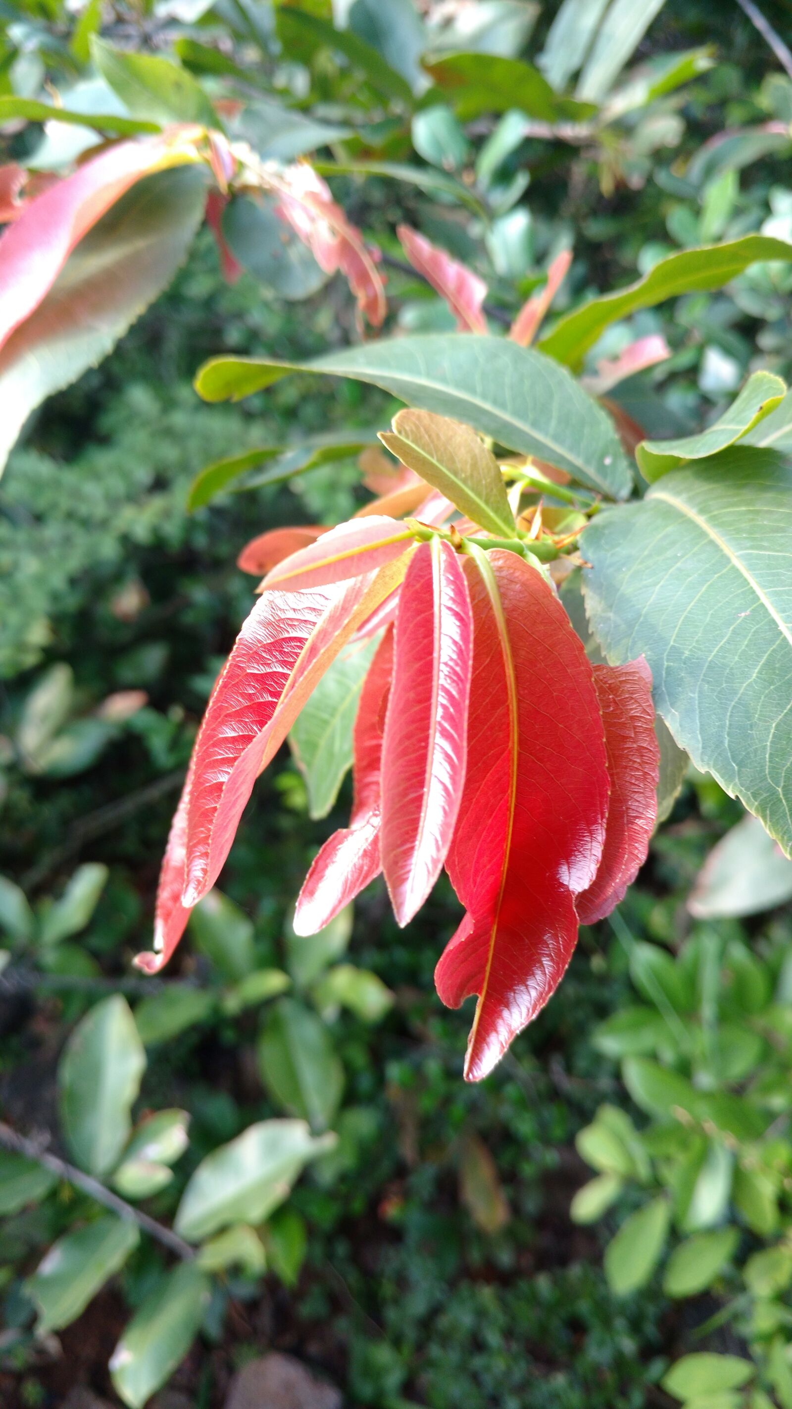 Motorola Moto X Play sample photo. Red, leafs, plants photography