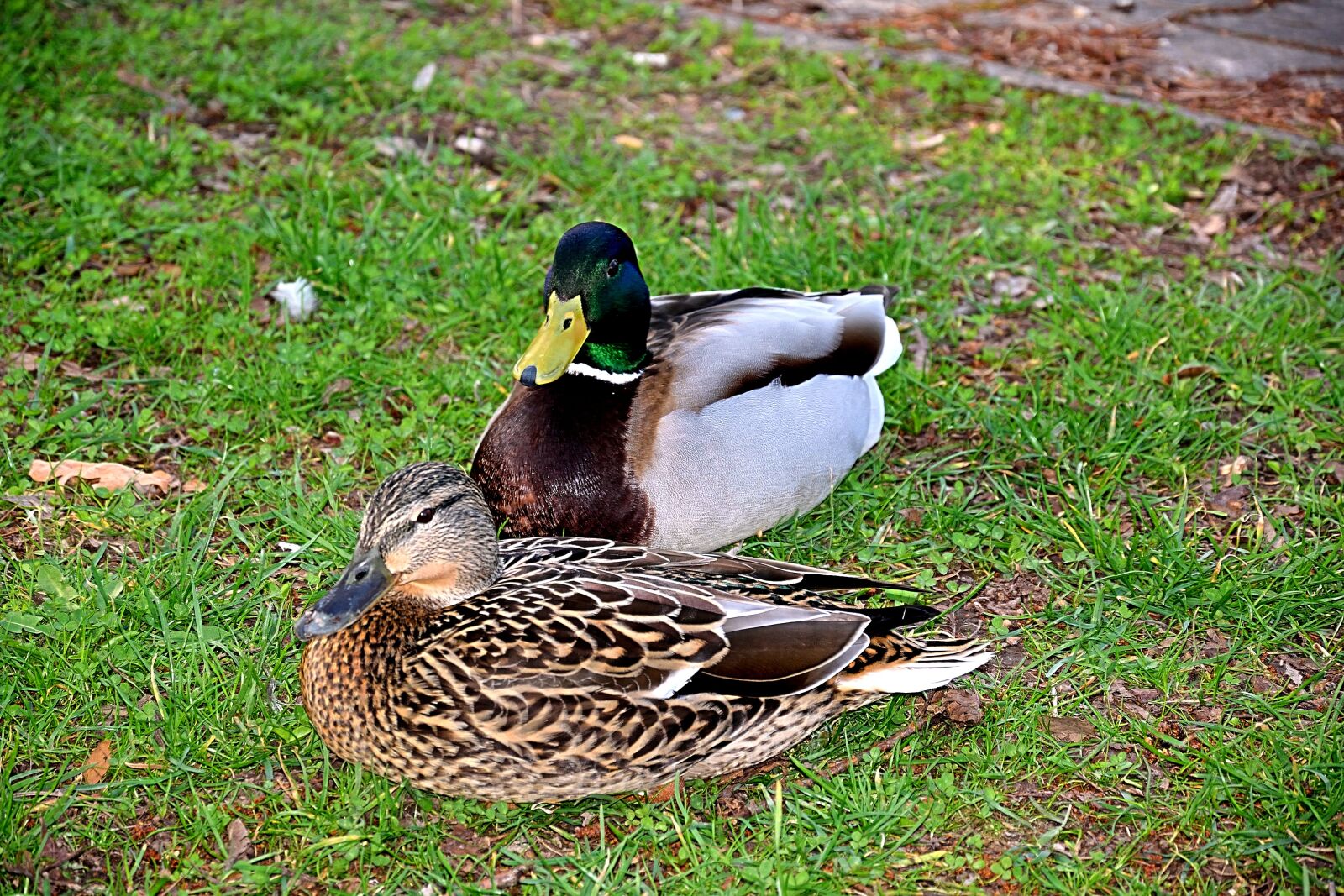 Nikon D3300 sample photo. Pair of ducks, spring photography