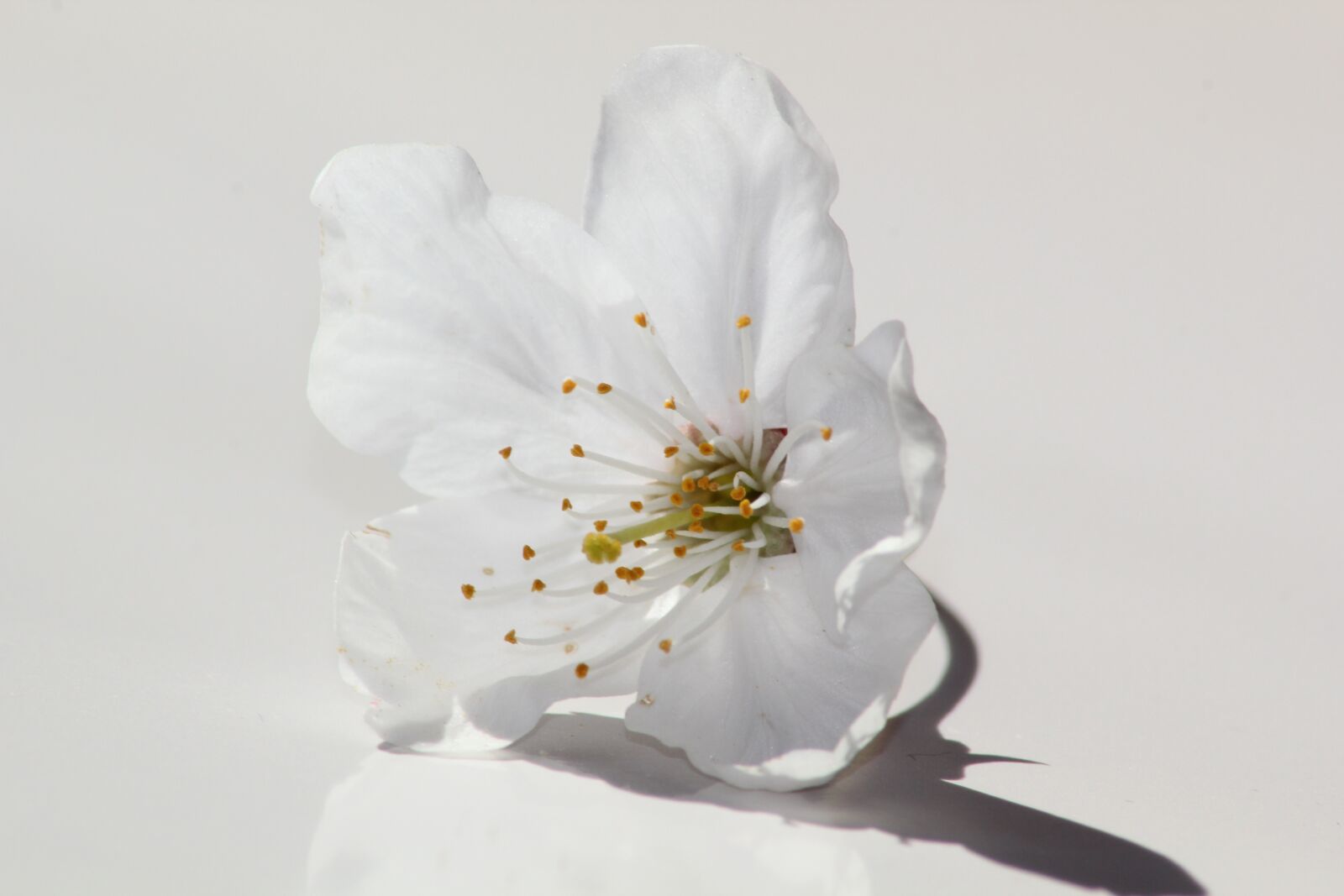 Canon EOS 550D (EOS Rebel T2i / EOS Kiss X4) sample photo. Flower, nature, plant photography