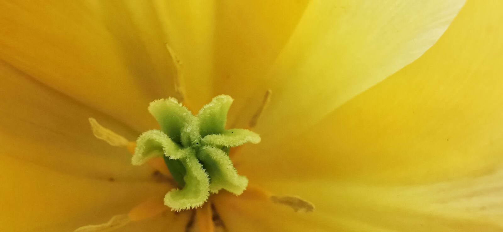 HUAWEI P30 Pro sample photo. Tulip, yellow, macro photography