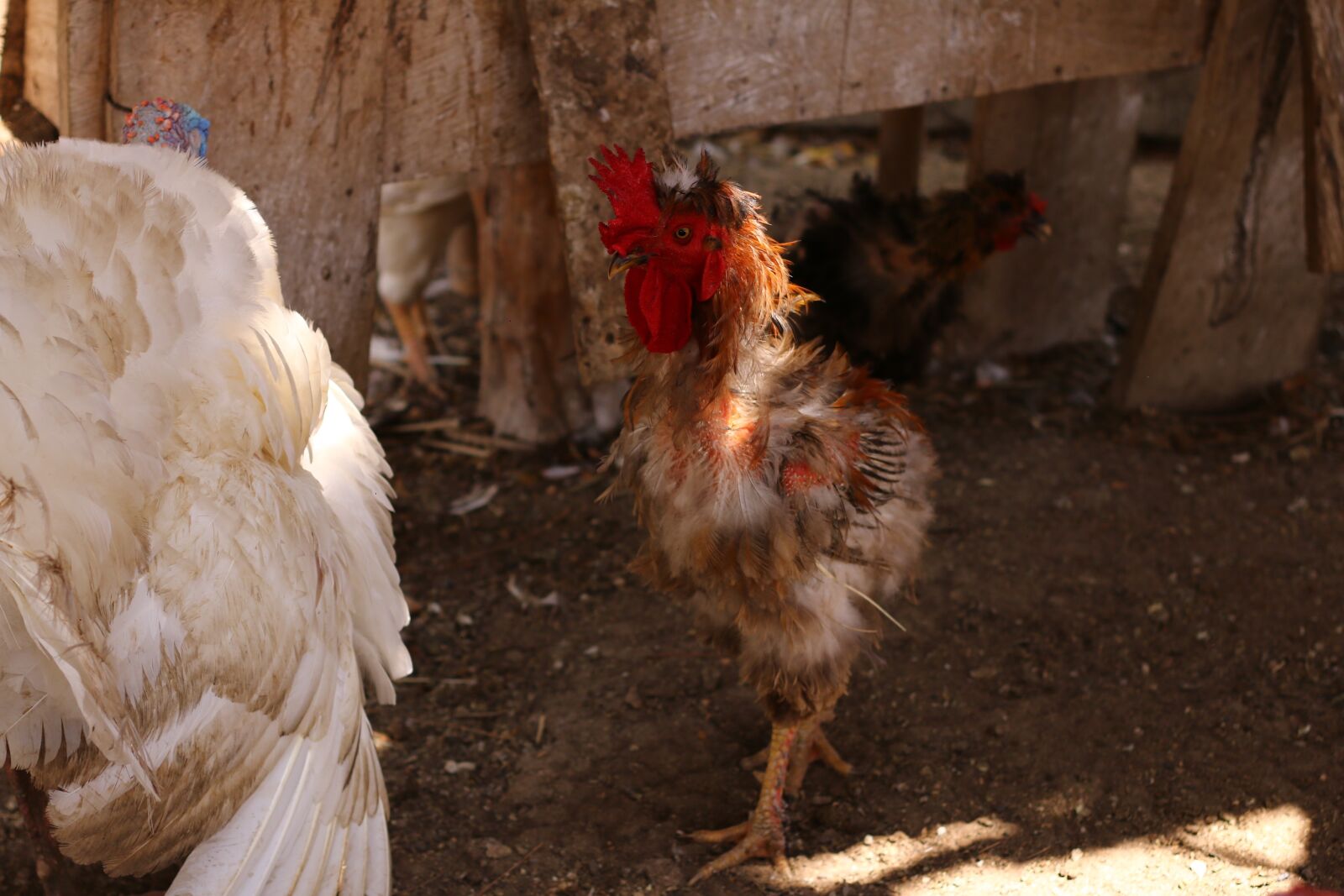 Canon EOS 70D + Canon EF 50mm F1.8 II sample photo. Gallo, animals, tropical photography