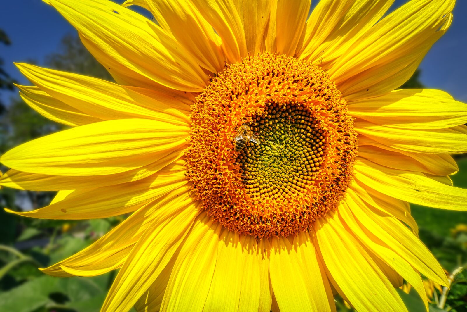 Panasonic Lumix DMC-GX8 sample photo. Sunflower, bee, yellow photography