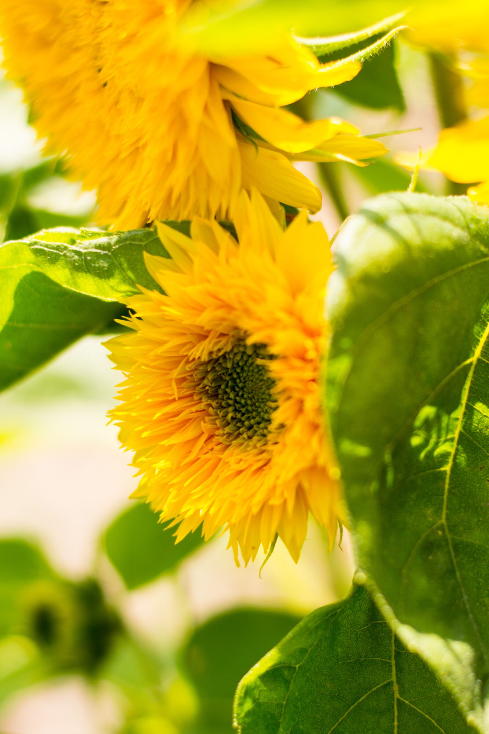 Nikon D5200 sample photo. Sunflower, flower, blooming sunflower photography