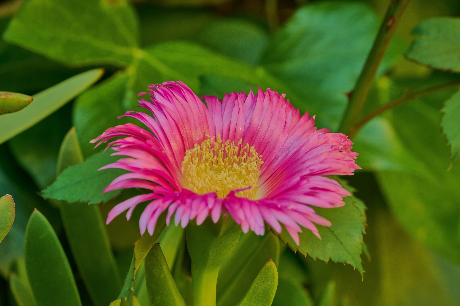 Nikon D7200 sample photo. Flower, garden, red photography