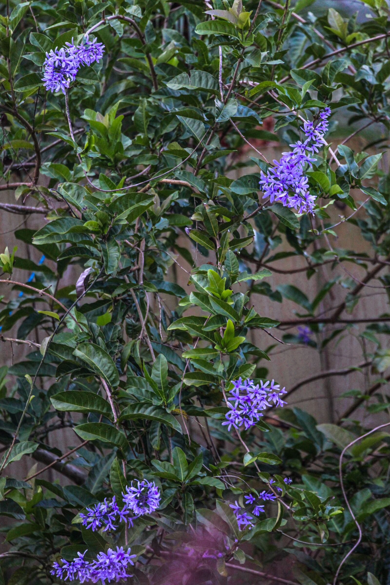Canon EOS 5D Mark II sample photo. Flowers, blue, purple photography