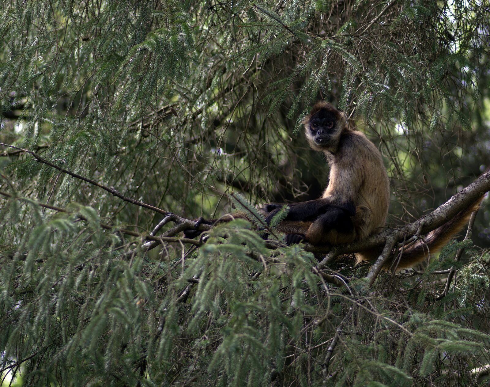Pentax K-3 + Pentax smc D-FA 100mm F2.8 macro sample photo. Monkey, primate, animal photography
