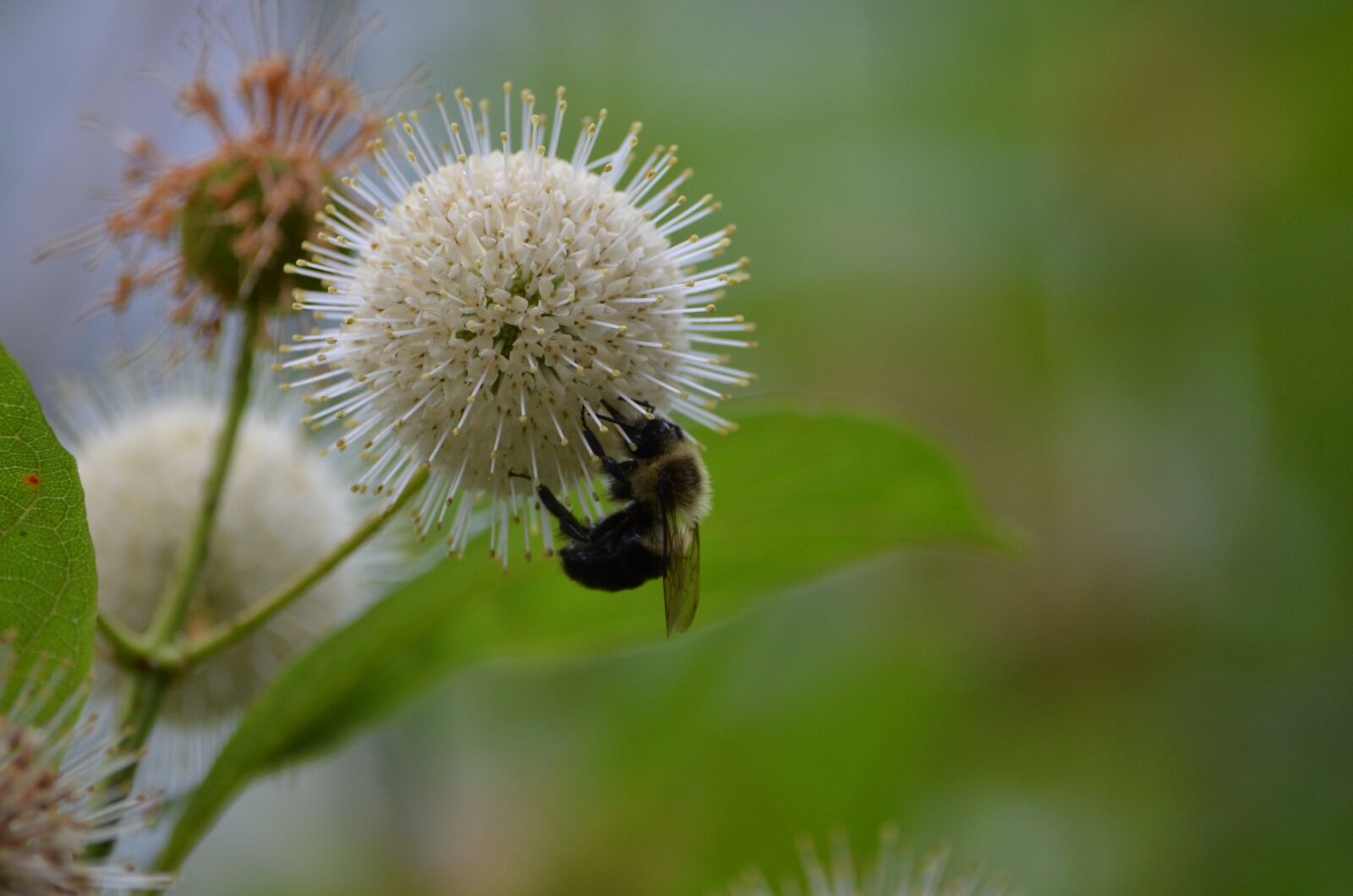 Nikon D7000 sample photo. Flower, bumblebee, insect photography