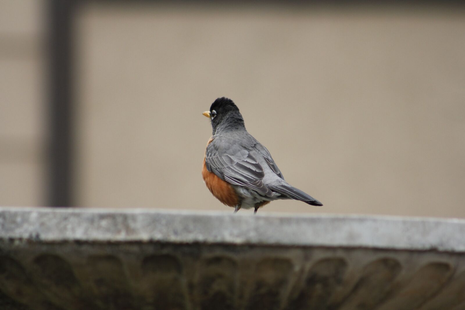 Canon EOS 550D (EOS Rebel T2i / EOS Kiss X4) sample photo. Bird, wildlife, nature photography