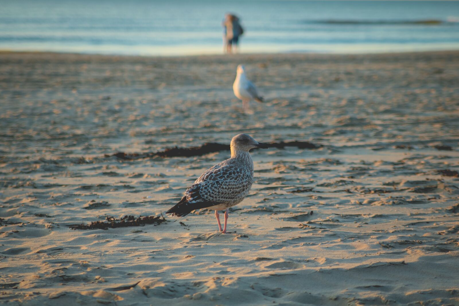 Canon EOS 760D (EOS Rebel T6s / EOS 8000D) sample photo. Seagull, beach, sea photography