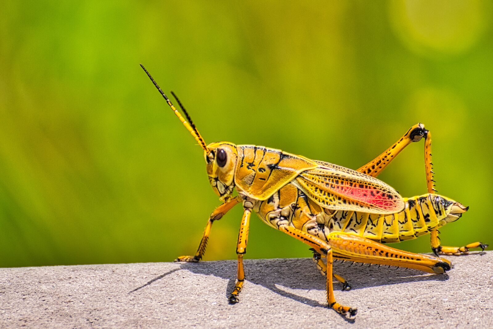 Nikon D5300 sample photo. Insect, grasshopper, yellow photography