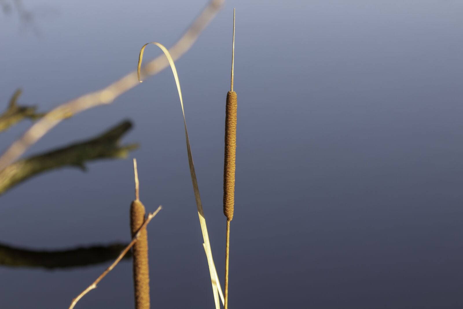Canon EF75-300mm f/4-5.6 sample photo. Wildflower, mace, cattail photography