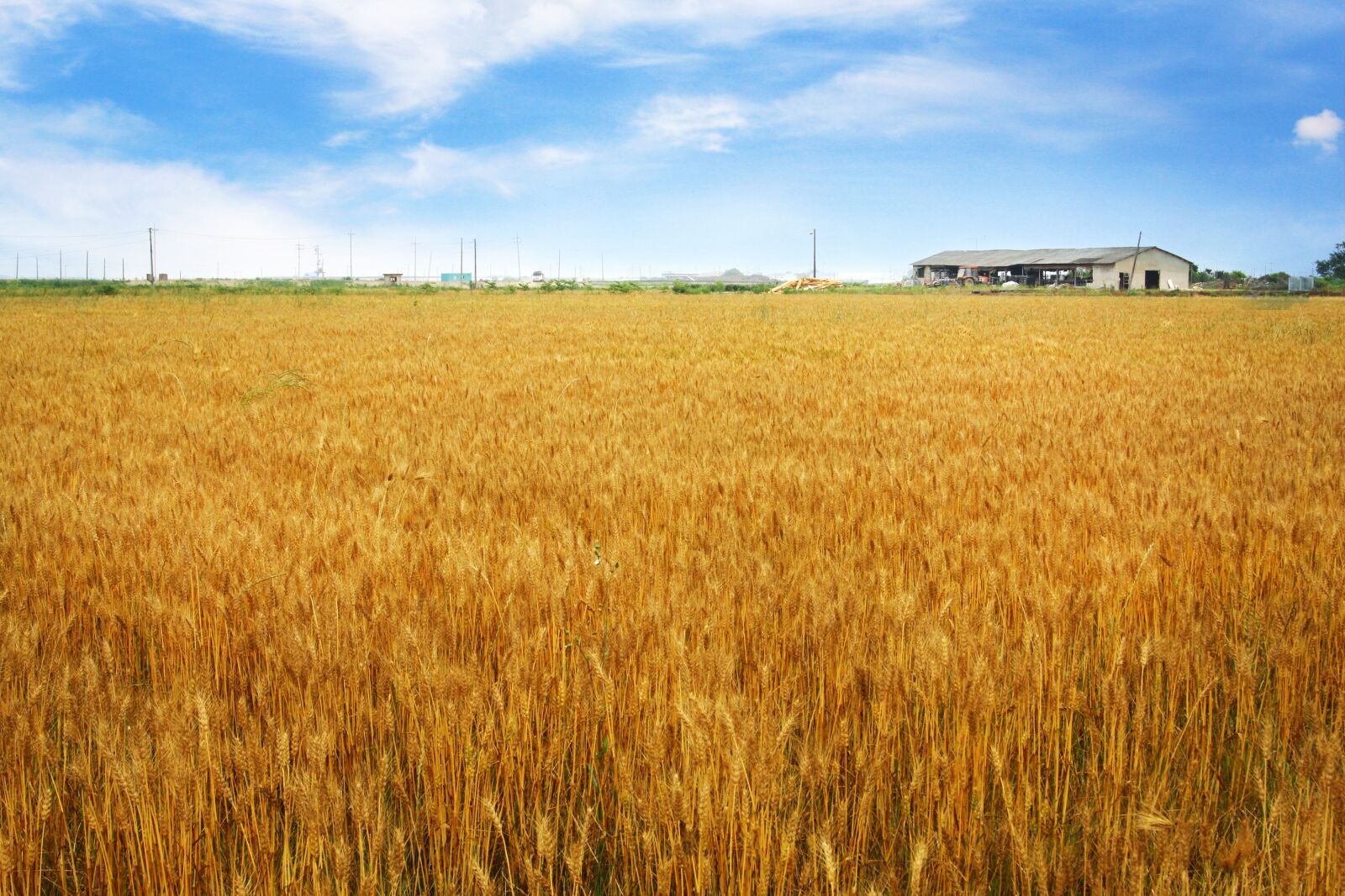 Canon EOS 40D sample photo. Barley field, horizon, rural photography