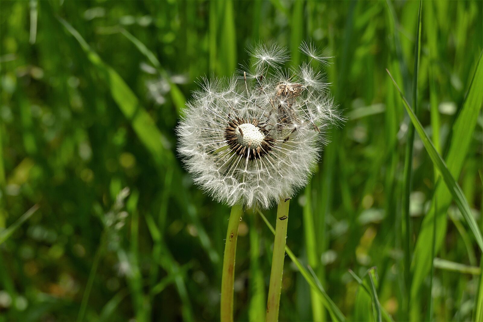 Panasonic Lumix DMC-FZ1000 sample photo. Dandelion, seeds, pointed flower photography