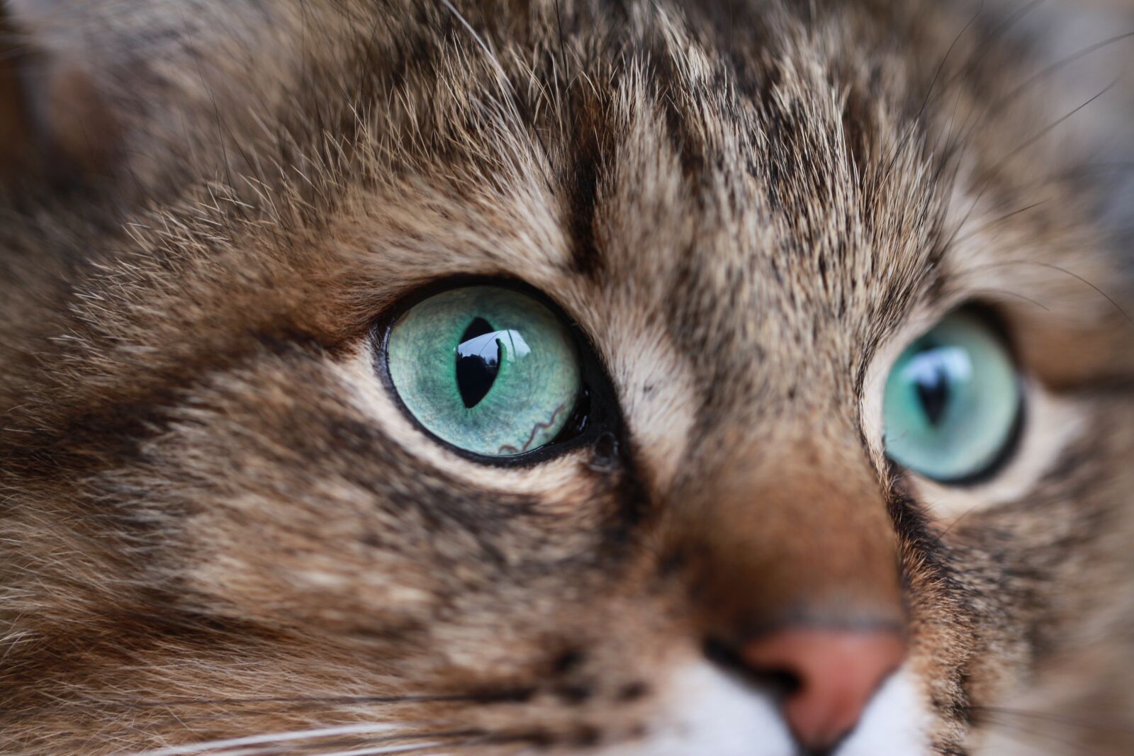 Canon EOS 5D Mark II sample photo. Cat, kitten, cute photography