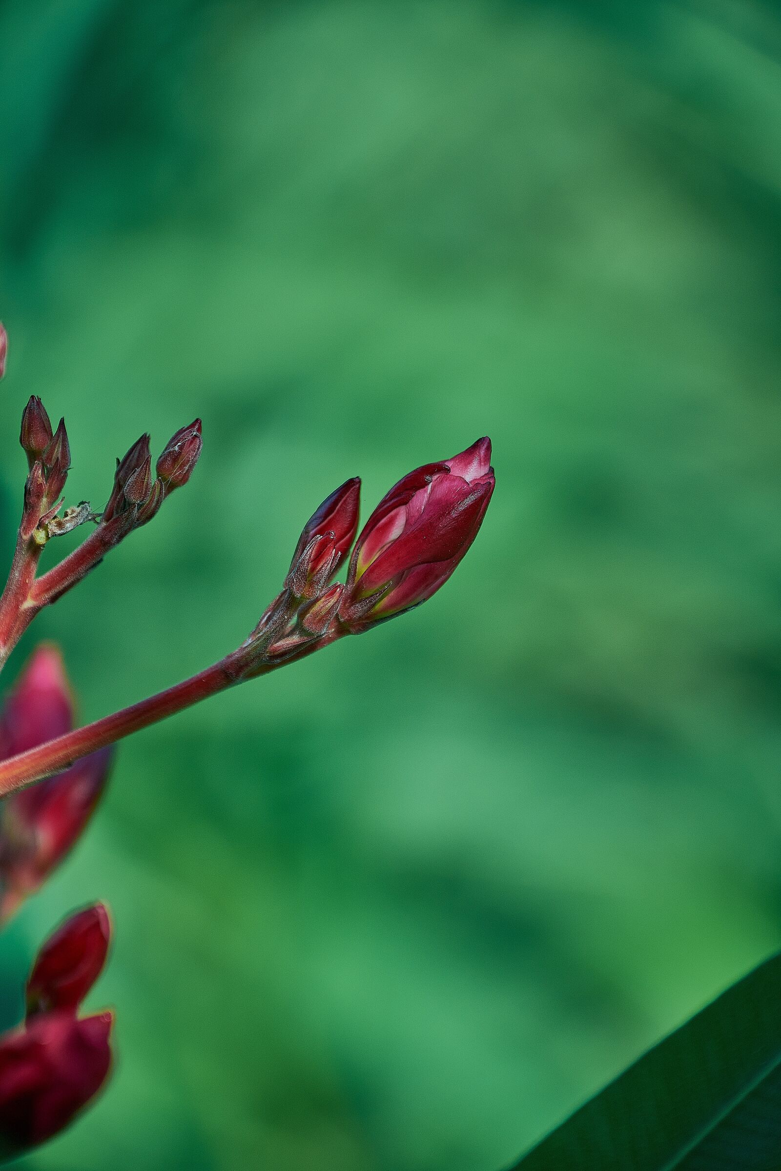Nikon D7200 sample photo. Outbreaks, garden, plant photography