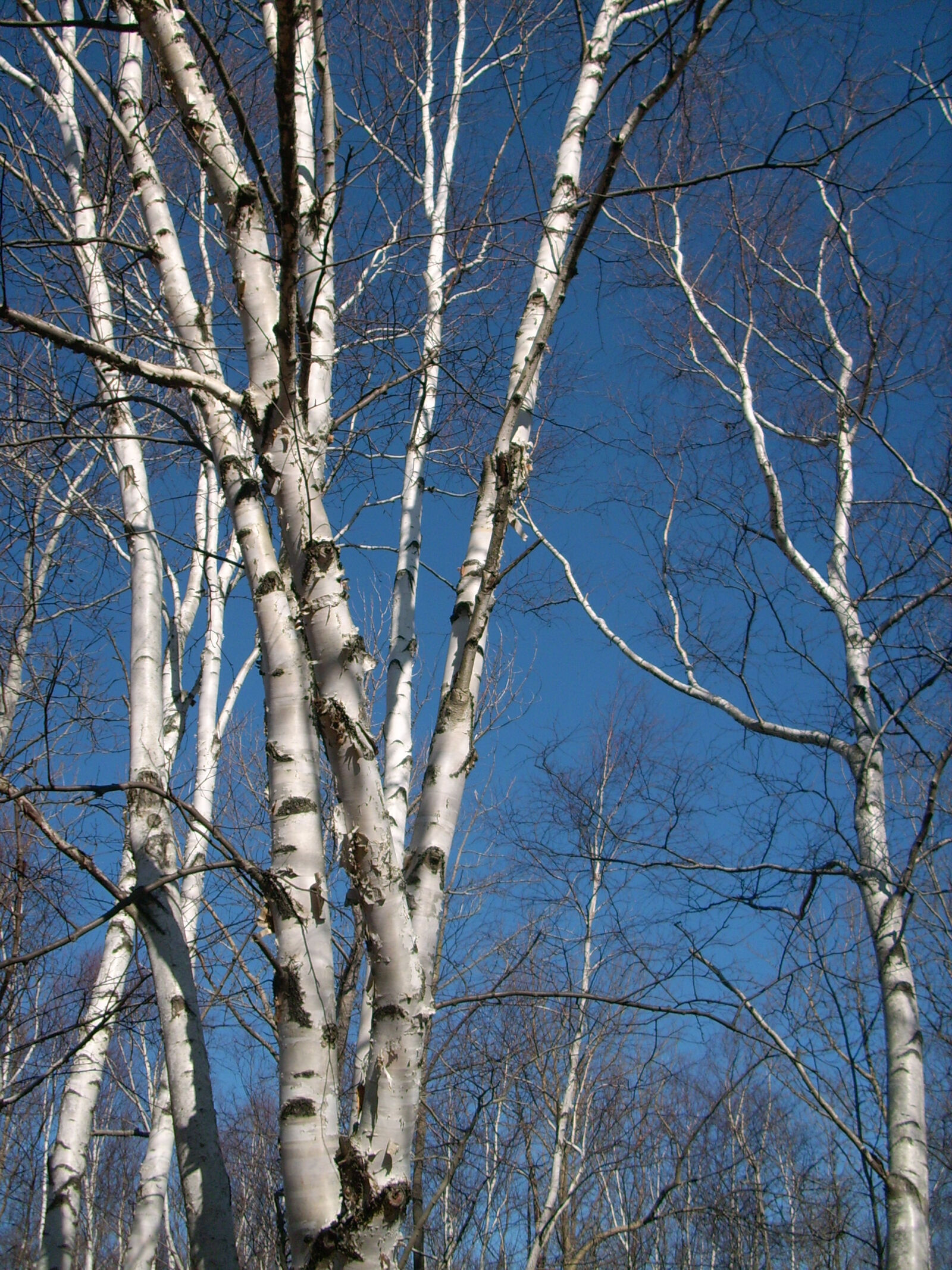 Polaroid i533 sample photo. Birch, trees photography