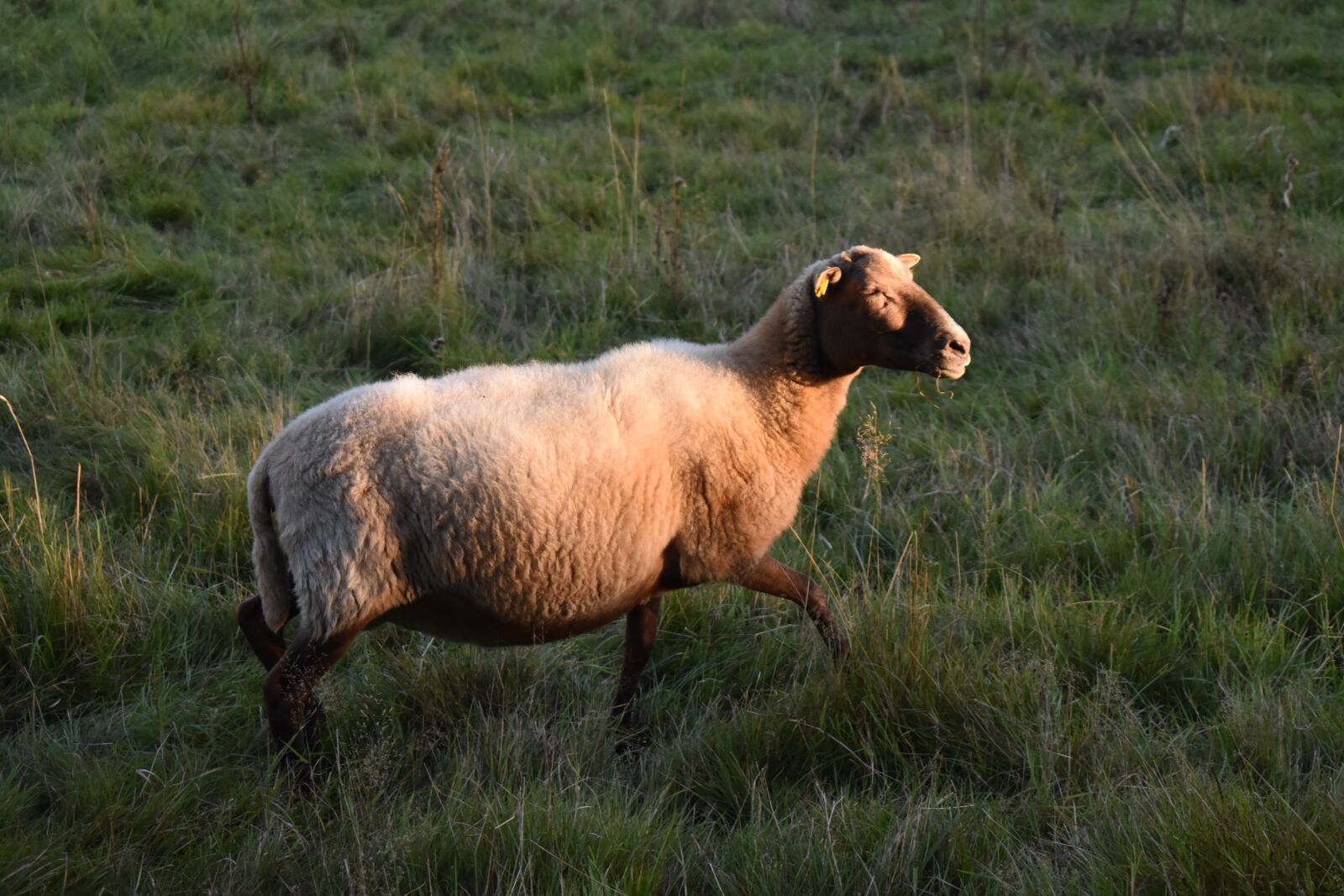 Nikon D3500 sample photo. Sheep, sunset, sun photography