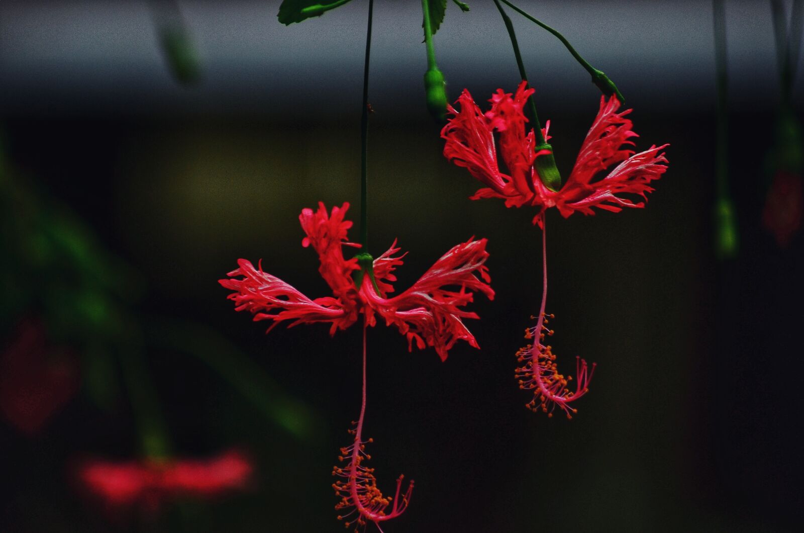 Nikon D5100 sample photo. Hippeastrum, flower, plant photography
