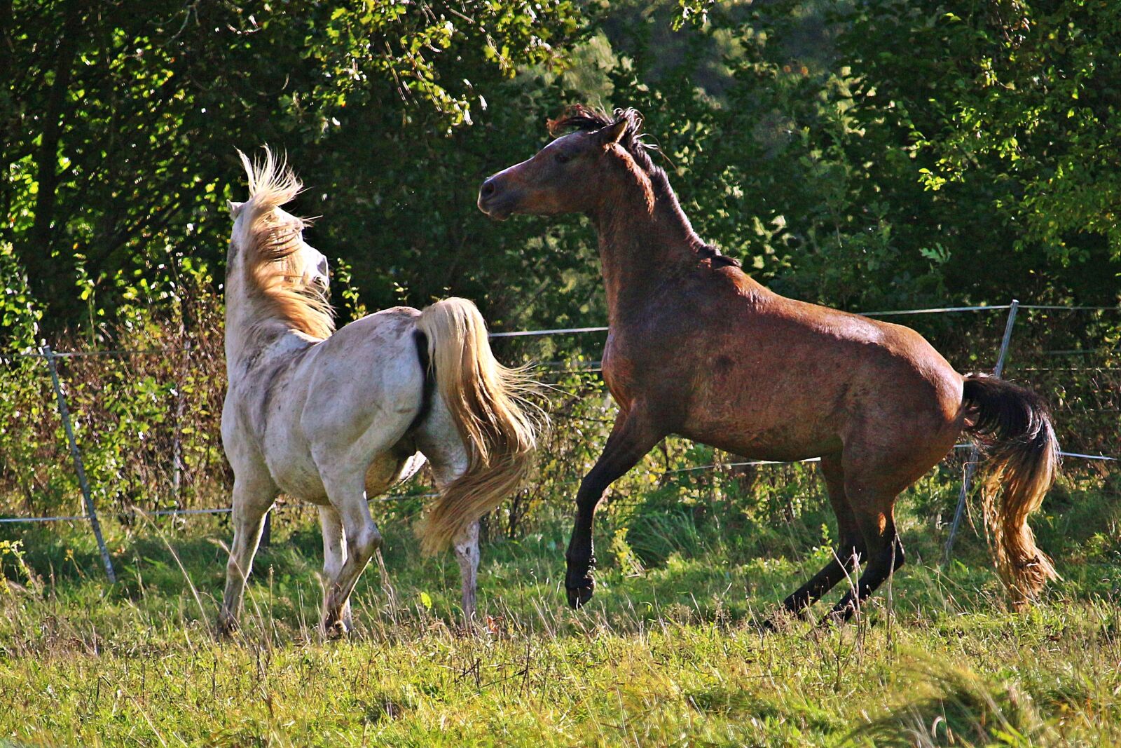 Canon EOS 100D (EOS Rebel SL1 / EOS Kiss X7) sample photo. Horse, thoroughbred arabian, mold photography