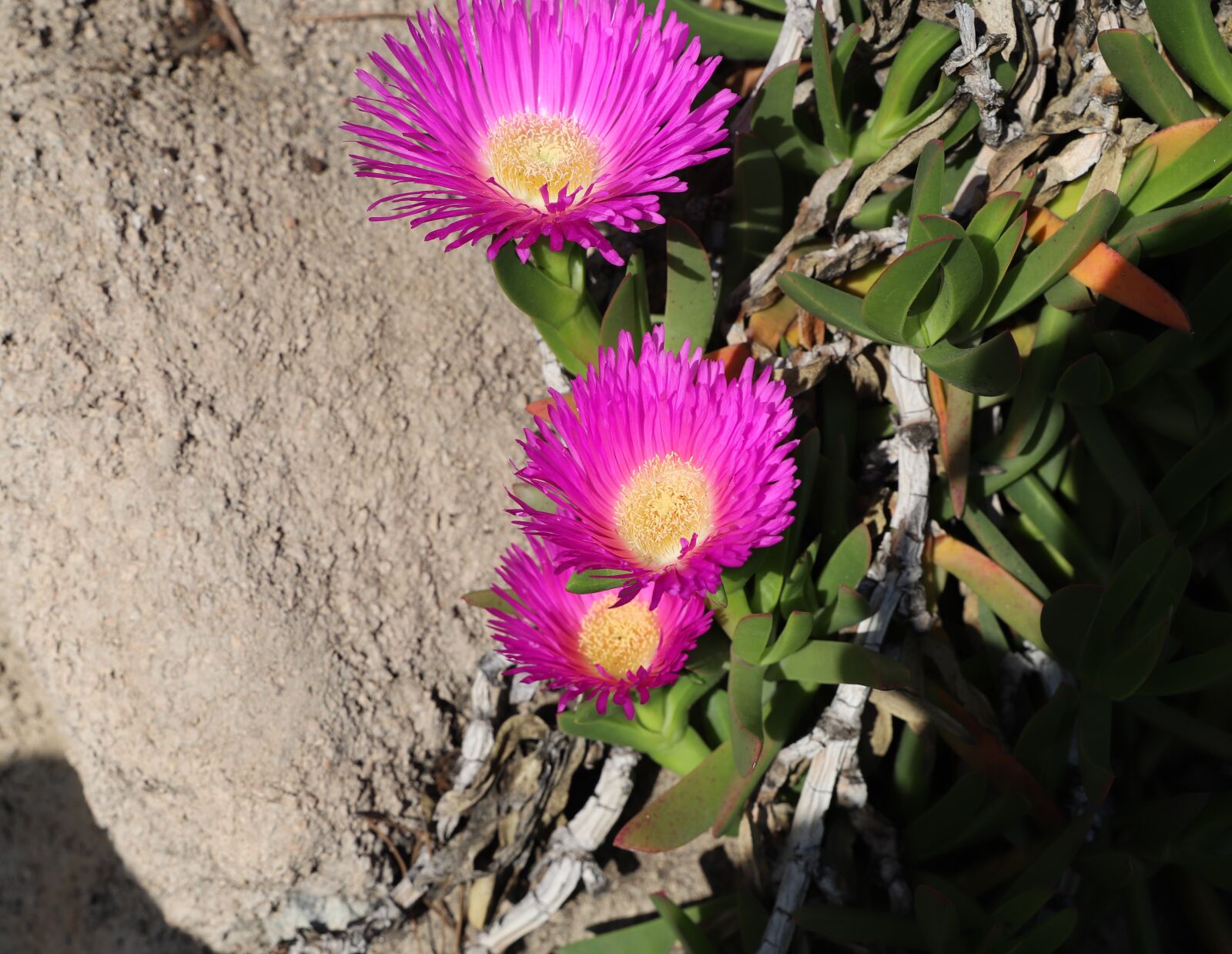 Canon EOS 6D Mark II sample photo. Plant, nature, flower photography