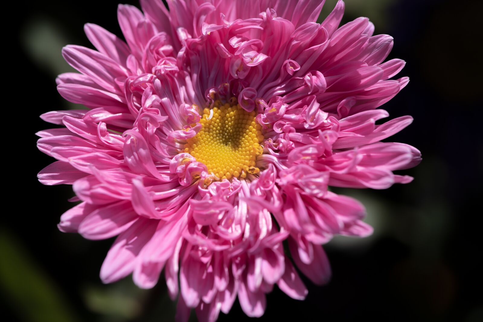 Nikon D750 sample photo. Flower, pink flower, blossom photography