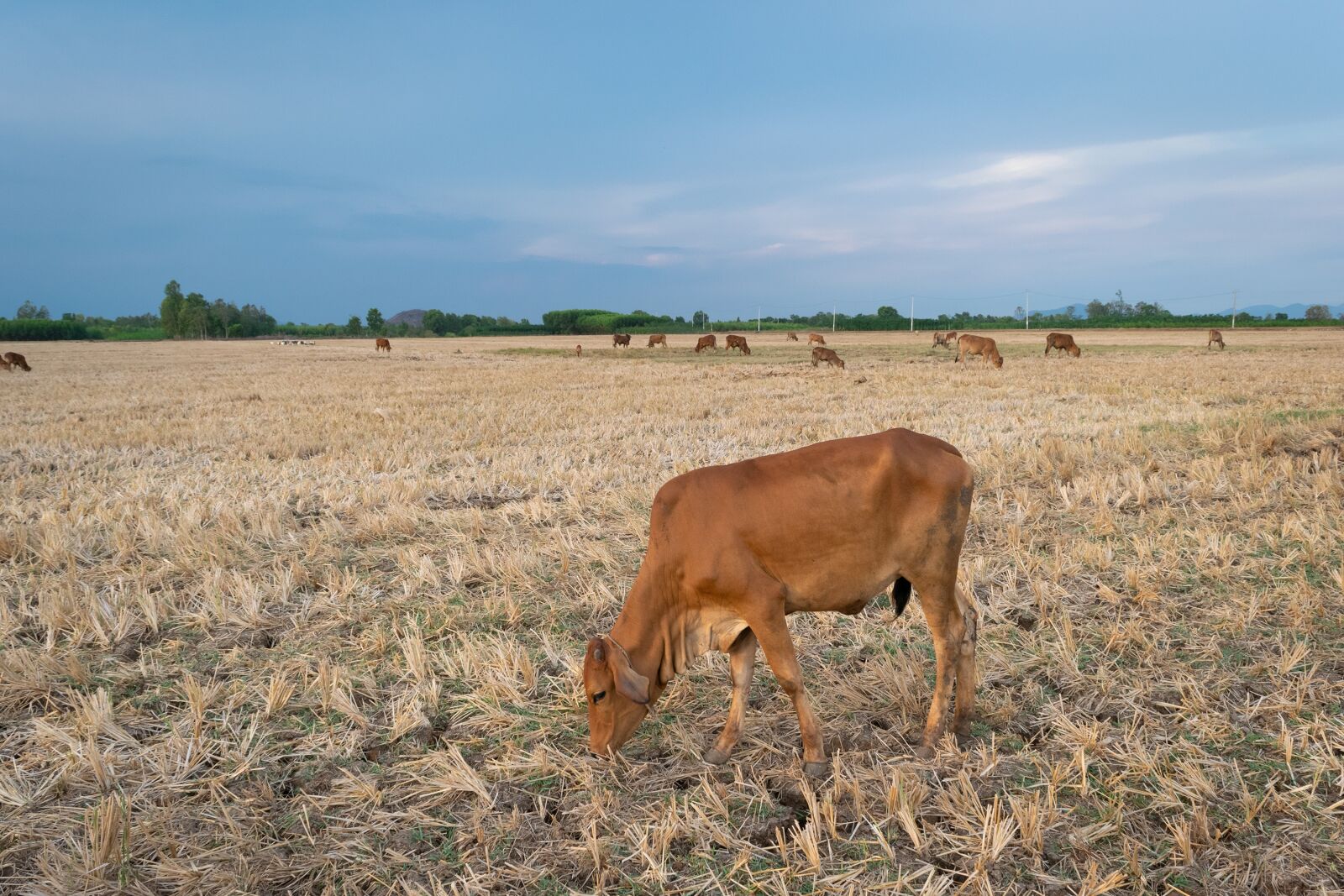 Nikon D3300 sample photo. Cow, aver, animal photography