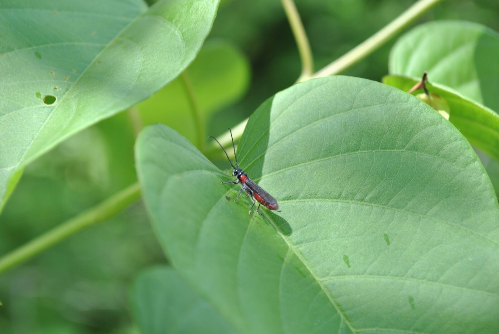 Nikon D3000 sample photo. Insect, nature, macro photography