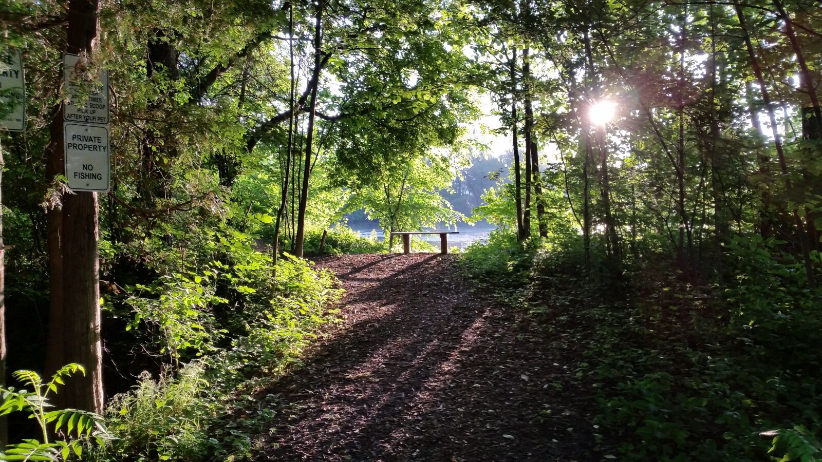Samsung Galaxy Alpha sample photo. Forest path, path, forest photography