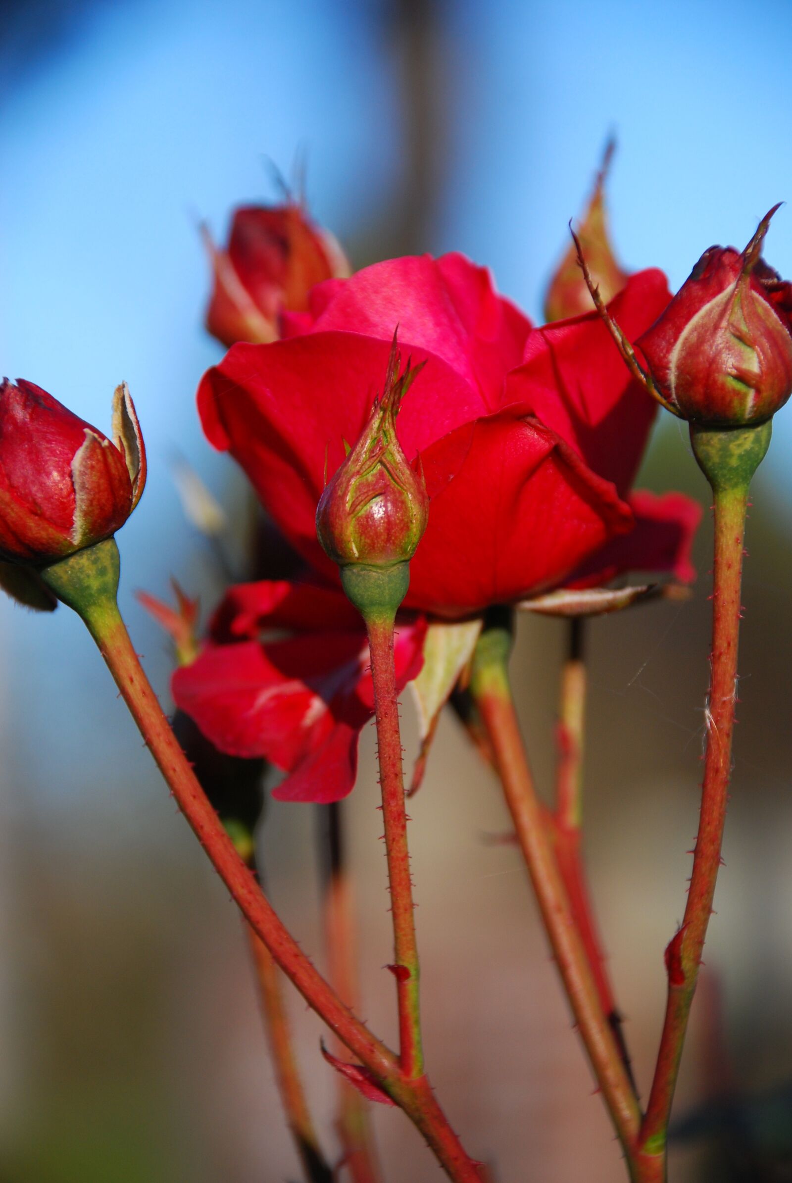 Nikon D80 sample photo. Ros, flowers, flower photography