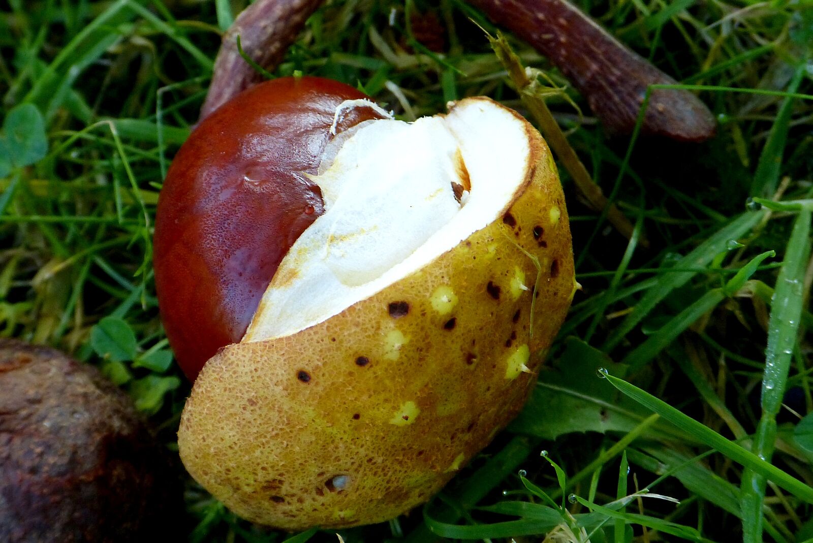 Panasonic Lumix DMC-FZ150 sample photo. Chestnut, autumn, leaves photography