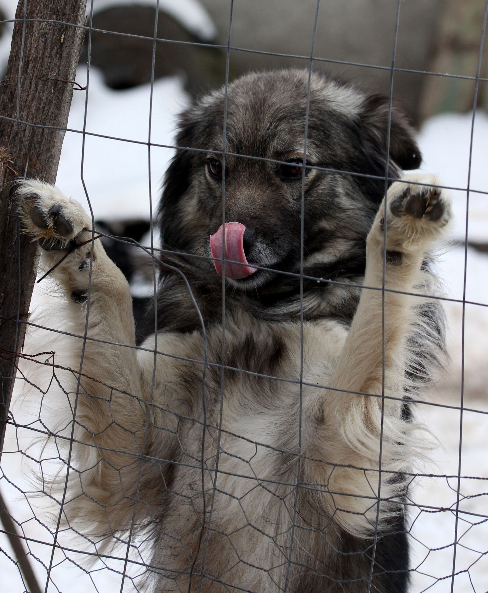 Canon EF-S 60mm F2.8 Macro USM sample photo. Dog, fence, calling photography