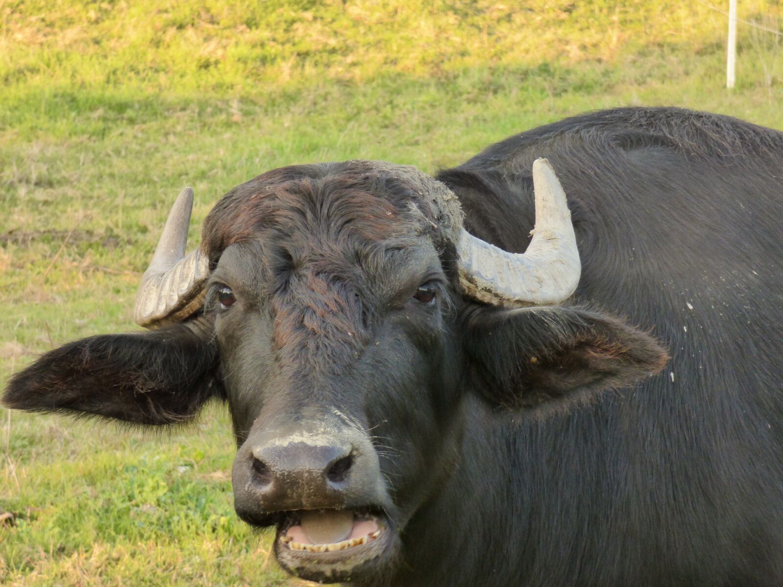 Panasonic DMC-FZ72 sample photo. Taurus, black, antlers photography