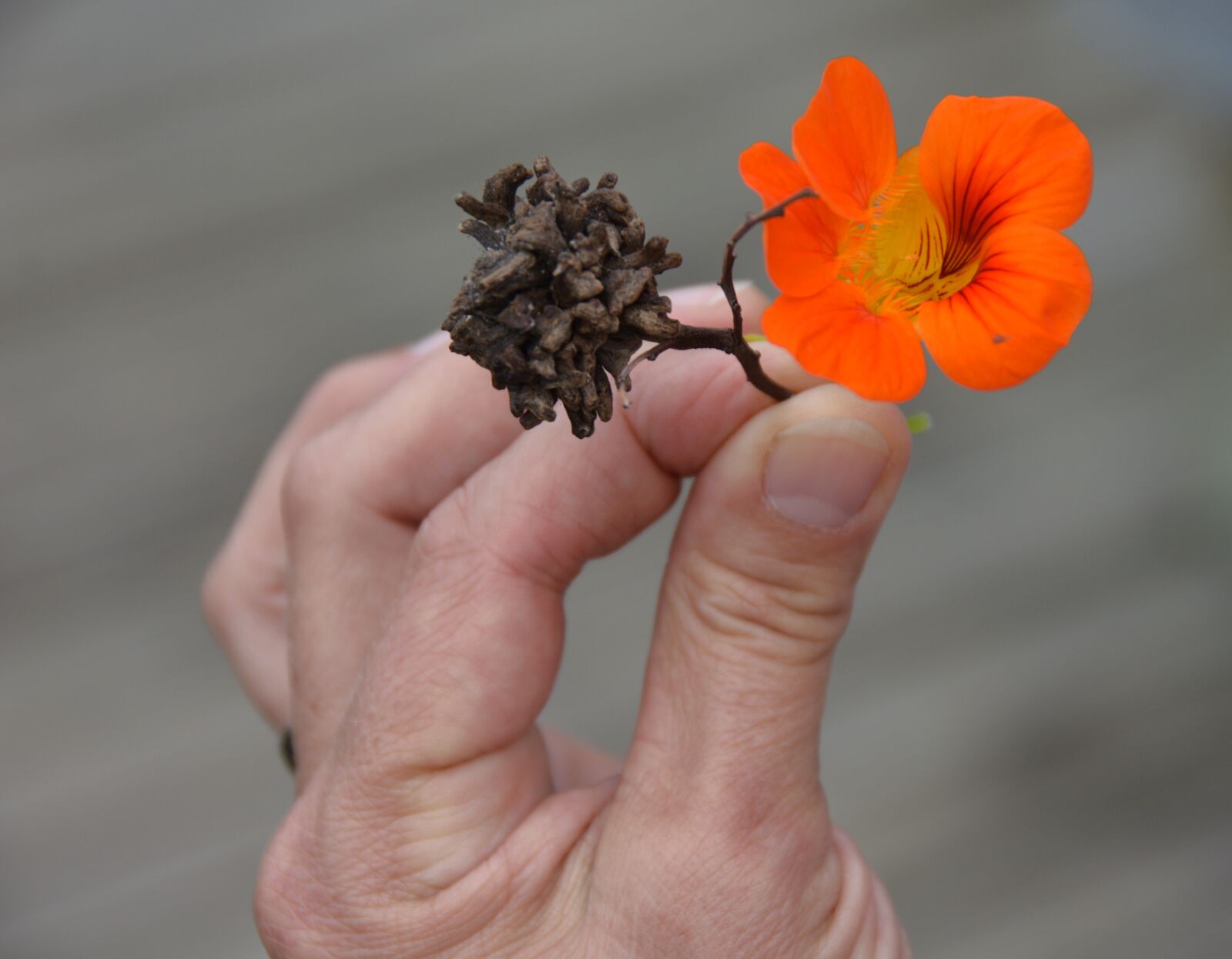 Nikon D7100 sample photo. South africa, plant, blossom photography