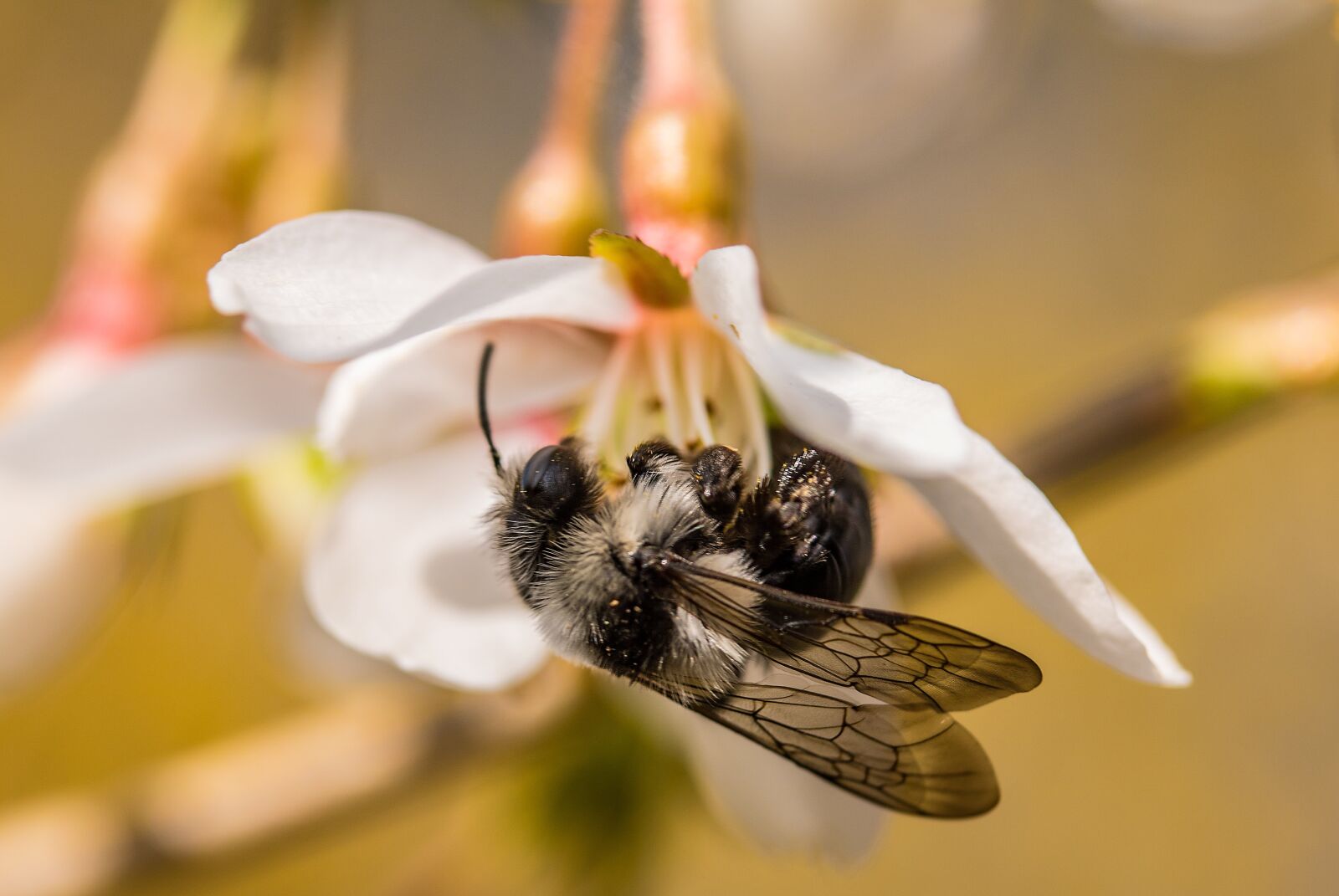 Canon EF-S 60mm F2.8 Macro USM sample photo. Gray sandy bee, andrena photography
